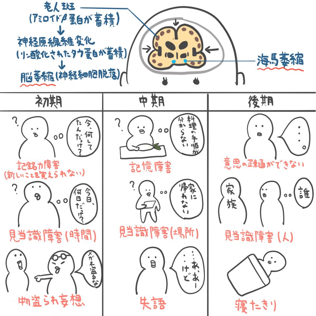 ゴロ 解剖生理イラスト 在 Twitter 上 イラストで分かる アルツハイマー病の症状 大恋愛 ドラマ と合わせて見れば より頭に入ってくると思うよ T Co Nq4cqedkyg Twitter