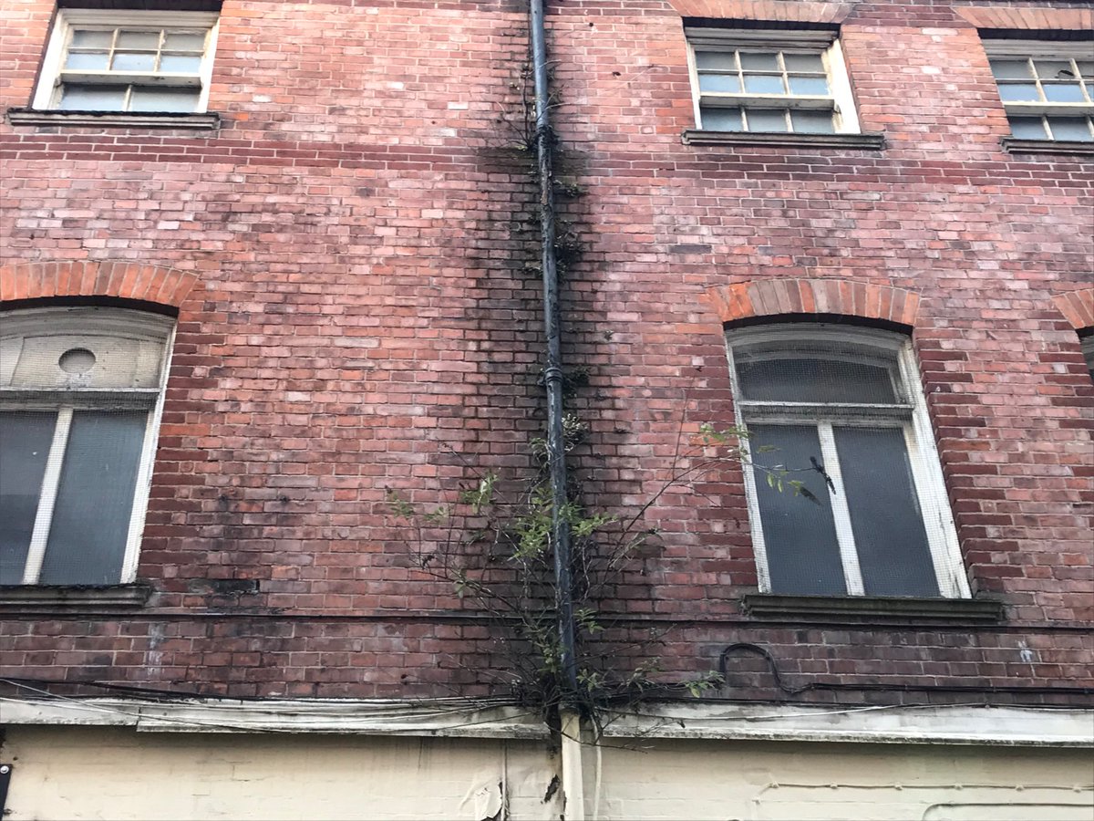 WakefieldsCBS's tweet image. It is safe to say that rainwater downpipes shouldn’t have trees growing out of them! This is why you should always maintain your rainwater goods! We also do planned maintenance schedules and can manage the programmes for you! #surveys #Maintenance #wakefieldscbs