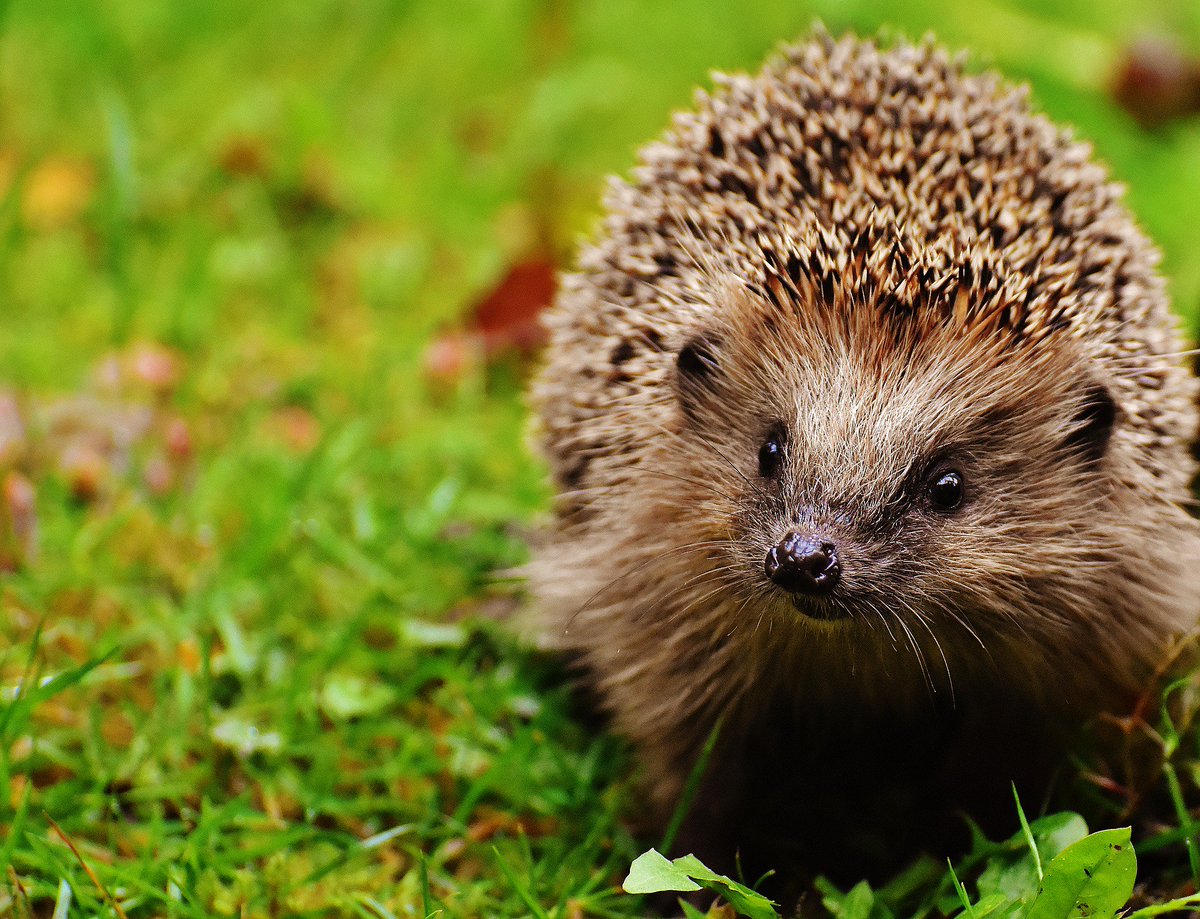 Having any bonfires over the weekend?🎇🎆 Then please make sure before you light your bonfire that you do a final check for sleeping #hedgehogs! 🦔

@hedgehogsociety @WorcsWT  @Britnatureguide @NatureUK #rememberhedgehogs  #WorcestershireHour #BonfireNight