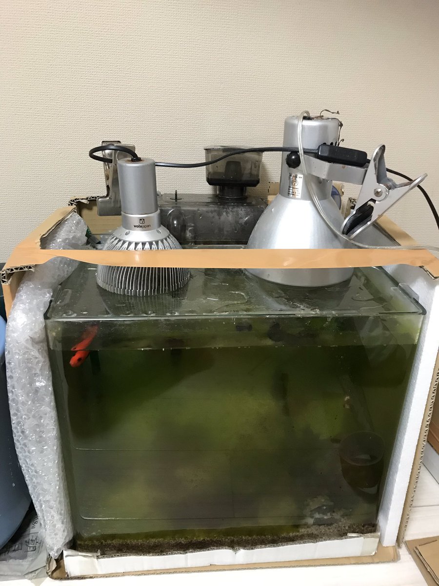 ミルミル 海水魚 見た目と水槽のコケはさておき 保温対策できました 発泡スチロール誤発注で左側足りなかったとかそんなことないから ミルミル 海水魚 見た目と水槽のコケはさておき 保温対策できました 発泡スチロール誤発注で左側足りなかったとかそんなことないから