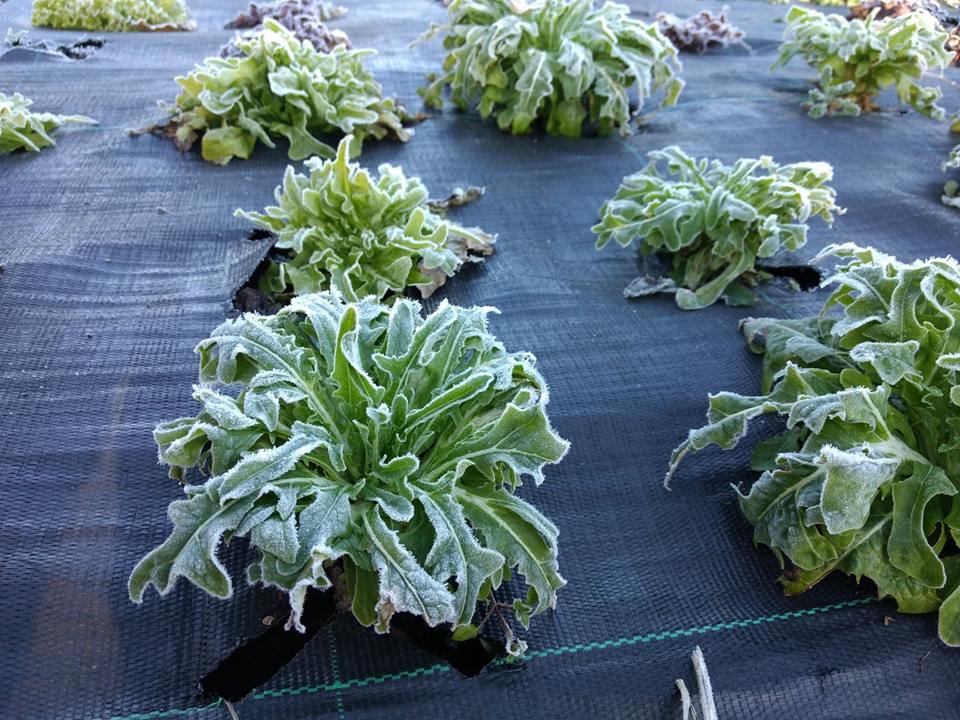 SchoolFarmCSA's tweet image. Frozen lettuce anyone?

#winteriscoming #Frosty #coldtoes #glitter
