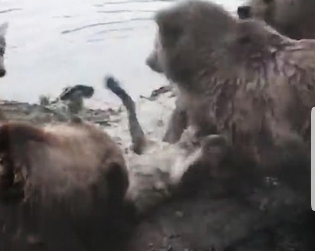 Wolf killed at #mierlozoo by bears..There is nothing natural and enriching about trapping animals behind a fence with no escape. Horrified and very upset. <a href="/BornFreeFDN/">Born Free Foundation</a> <a href="/DailyMailUK/">Mail+</a> <a href="/GMB/">Good Morning Britain</a> @SkyNewsPR <a href="/willtravers/">Will Travers</a> <a href="/Protect_Wldlife/">PROTECT ALL WILDLIFE</a> <a href="/_AnimalAdvocate/">ANIMAL ADVOCATE  Ⓥ</a> <a href="/PipTomson/">Pip Tomson</a> <a href="/domdyer70/">dominic dyer</a>