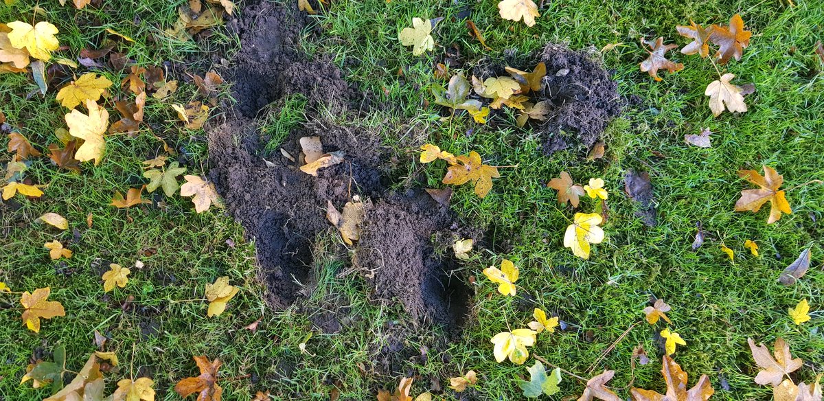 Goaround tweet media