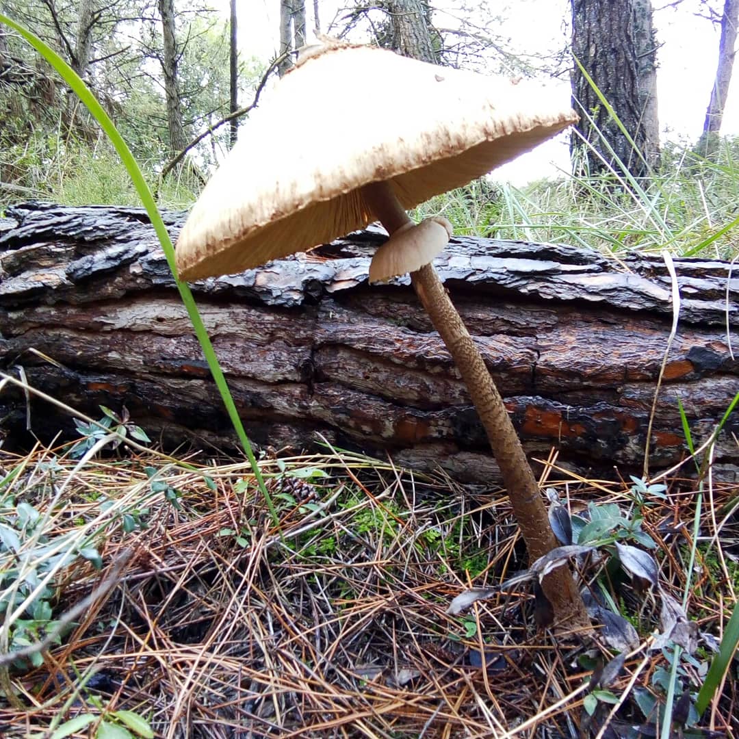 minervaselles's tweet photo. #apagallums . Amb el mes d'Octubre que portem a la #ValldelCorb de pluges, ens trobem una gran varietat de bolets. Any que promet.

#tardor #bolets #llorençderocafort #espaisnaturalsdeponent #nature https://t.co/wxpvxsSI6F