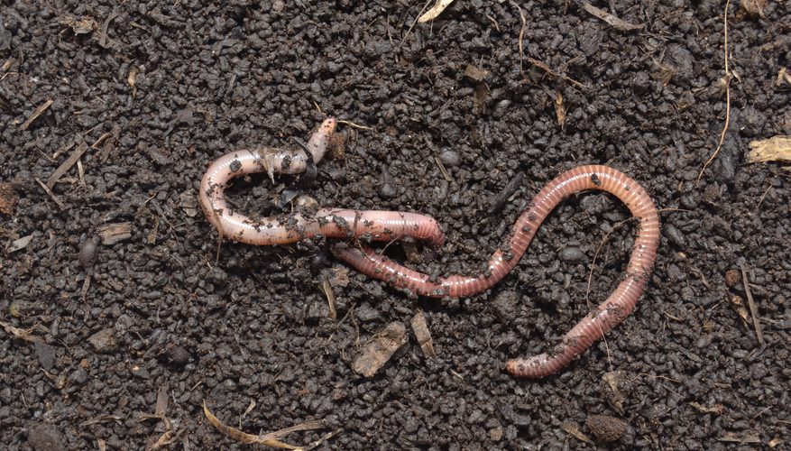 EarthwormTrust's tweet photo. Do you have space in your home for this dynamic duo? 
In their 6 months at the trust Engelbert &amp; Mathis have become inseparable. 
Could you be the one to give them the love and guidance they so desperately need?
#AdoptDontShop #BeKindToEarthworms https://t.co/2gn4YQL8dE