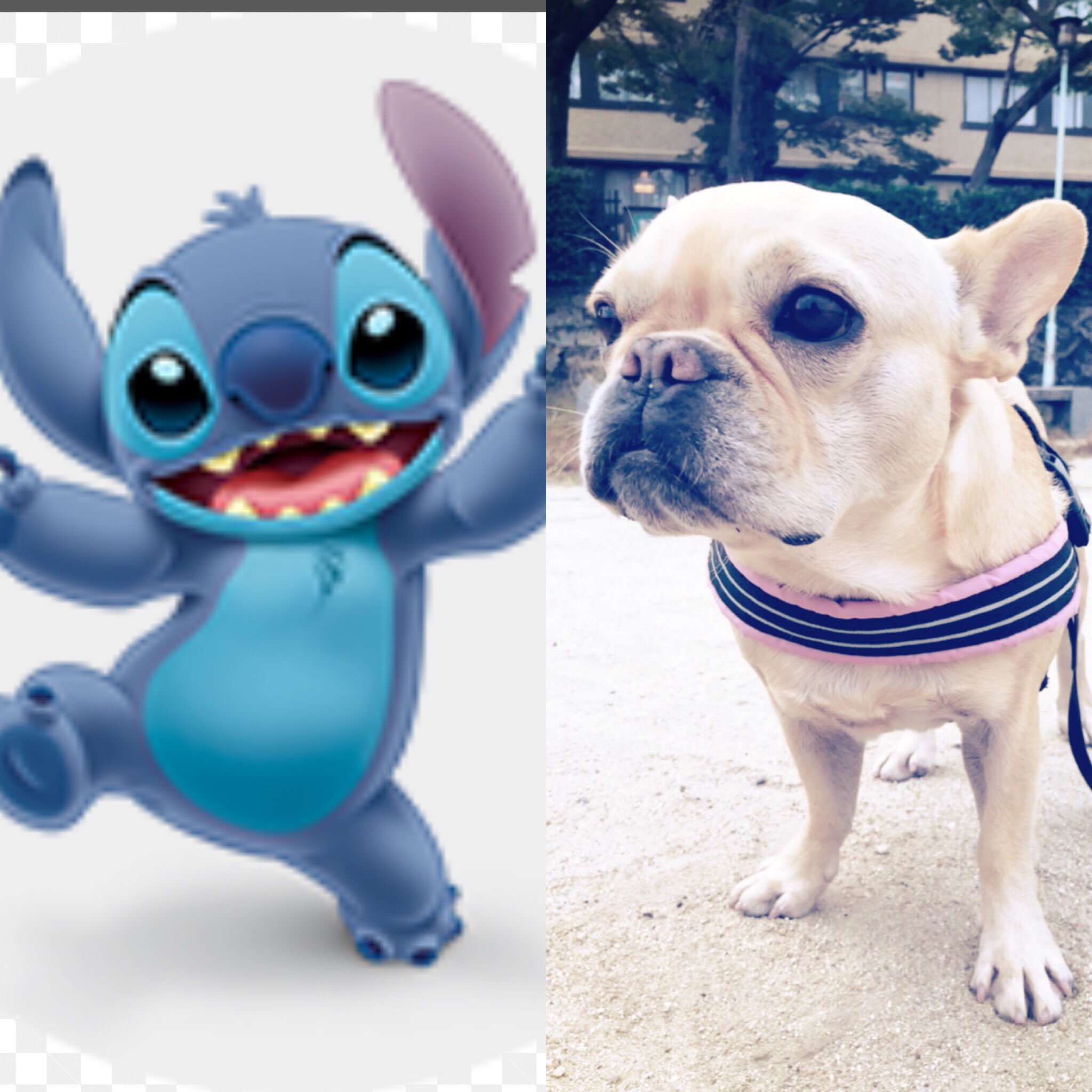 ドッグカラーリスト Manico على تويتر さっき すれ違った子どもにスティッチみたいって言われました フレブルあるあるですよね フレブルあるある フレブル スティッチ ブヒ 犬とお散歩 鼻ぺちゃ 犬との暮らし 夕さんぽ 愛犬とツナガロウ