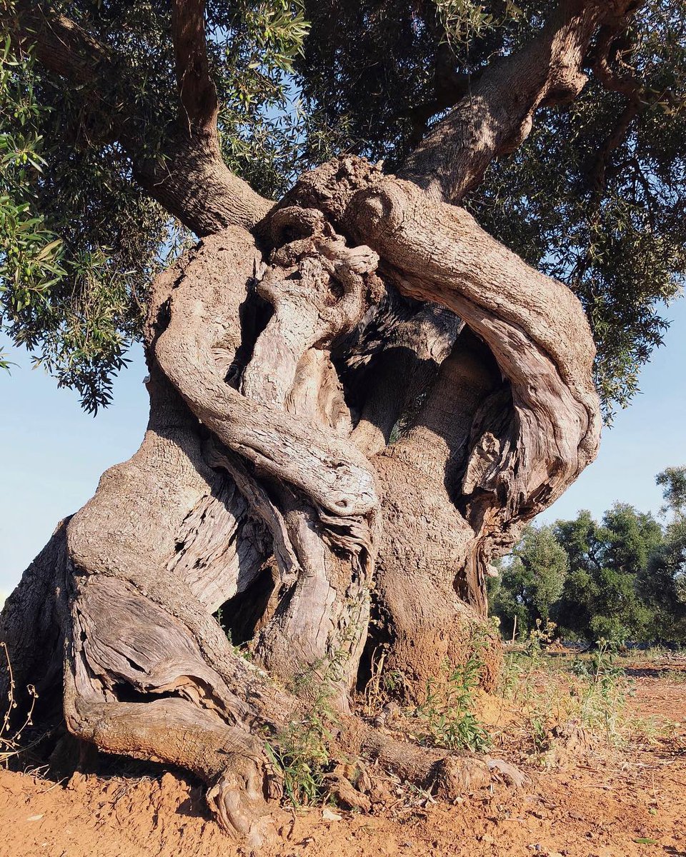 They live one thousand years and more: these are the legendary Apulian olive trees. #WeAreinPuglia 📷 Instagram@ lallinapalmisano