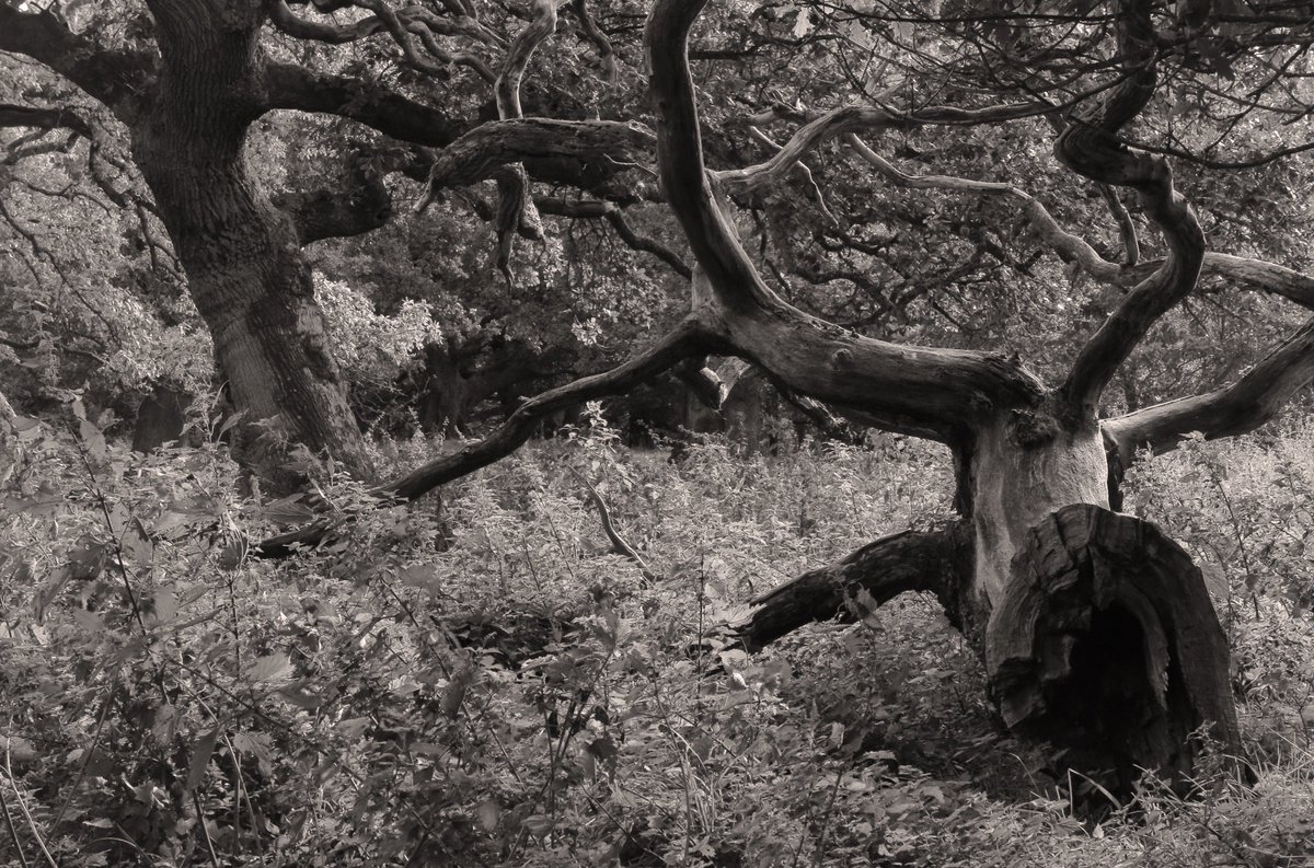 Cadzow oaks - they look like they have fought their way through the centuries. 
<a href="/ParliamentOak/">Parliament Oak</a> <a href="/The_MajorOak/">The_MajorOak</a> <a href="/AncientTreesATF/">Ancient Tree Forum</a> 
#Chaterherault #Lanarkshire #historictrees #heritagetrees