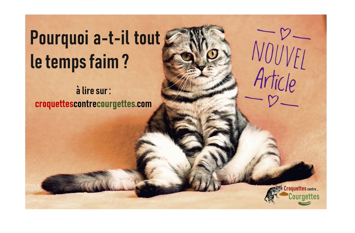 Croquettes Contre Courgettes Croquettesc Twitter Croquettes Contre Courgettes Croquettesc Twitter