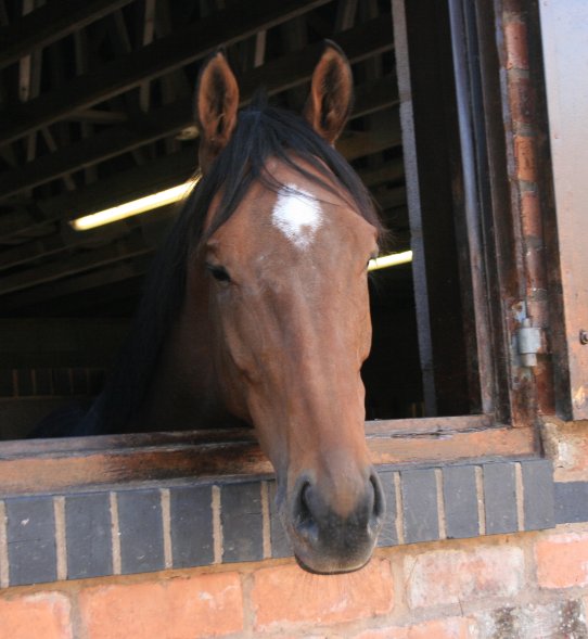 ianwilliamsraci's tweet photo. 1/2 ...

Three runners this afternoon @CheltenhamRaces 

First Assignment under @tommyscu runs in the 3.10

Seven De Baune switches to hurdles in the 4.20 

Sunnytahliateigan goes in the @TeamMatchbook @ChallengerJumps Hurdle with @edaustin94 

https://t.co/v87NZR9tg0 https://t.co/Dy7bqAbEAE