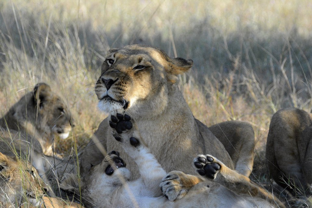 thesafarisource's tweet photo. 🥳  Sable Sands Festive Safari Special:
Experience the atmosphere of @SableSands &amp; the extraordinary wildlife of Hwange NP. Choose between 1 or 2 safaris incl. per day with this special! 
Valid 1Nov18-13Jan19.
More info: https://t.co/hH1dNiab3W
#VisitZimbabwe #SafariSourceSpecial https://t.co/8GLptWAuaw