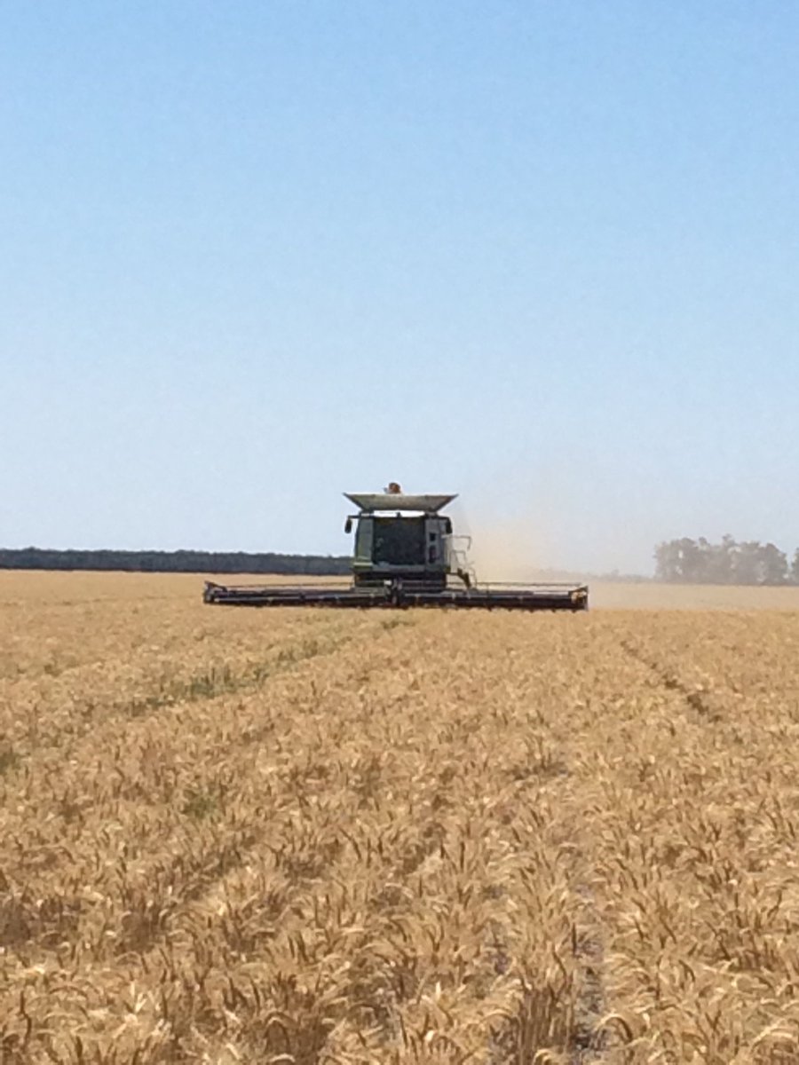 Wheat harvest 2018 East Moree very close