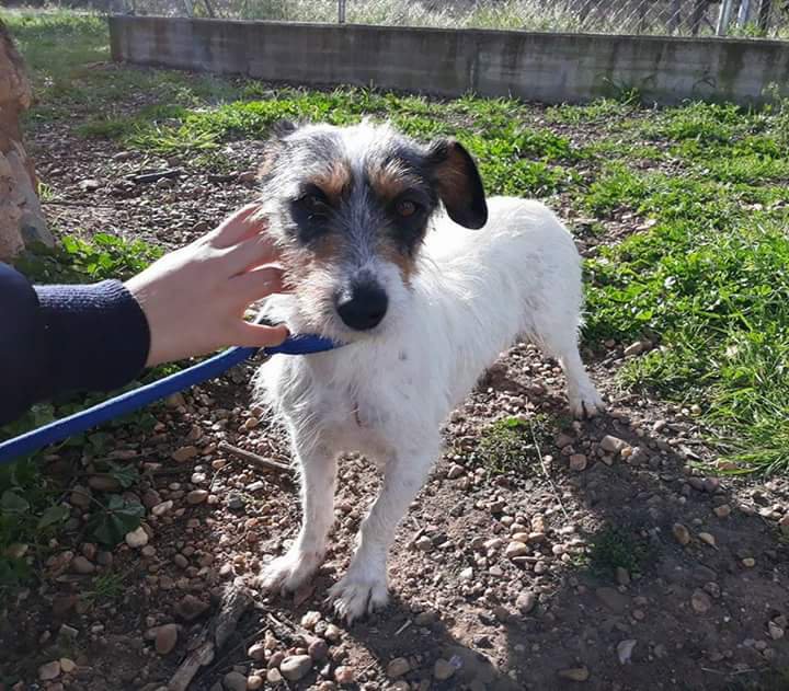 ritavon2's tweet photo. @SosPerreraBdjz 
 🆘🆘🆘 AYUDAURGENTE 
♀ PANCHA 💛 en #adopción •#acogida
🔴 Riesgo de sacrificio 🆘 #urgente 🏠
✉ Contacto ➤ sosperrerabadajoz@gmail.com
◼ Raza:Mestiza Jack Russell
◼ Edad: De2017
◼ Sexo:Hembra
◼Album de fotos➤ https://t.co/05Lv0P1n80

#panchaSOS https://t.co/lhaazrRuE4