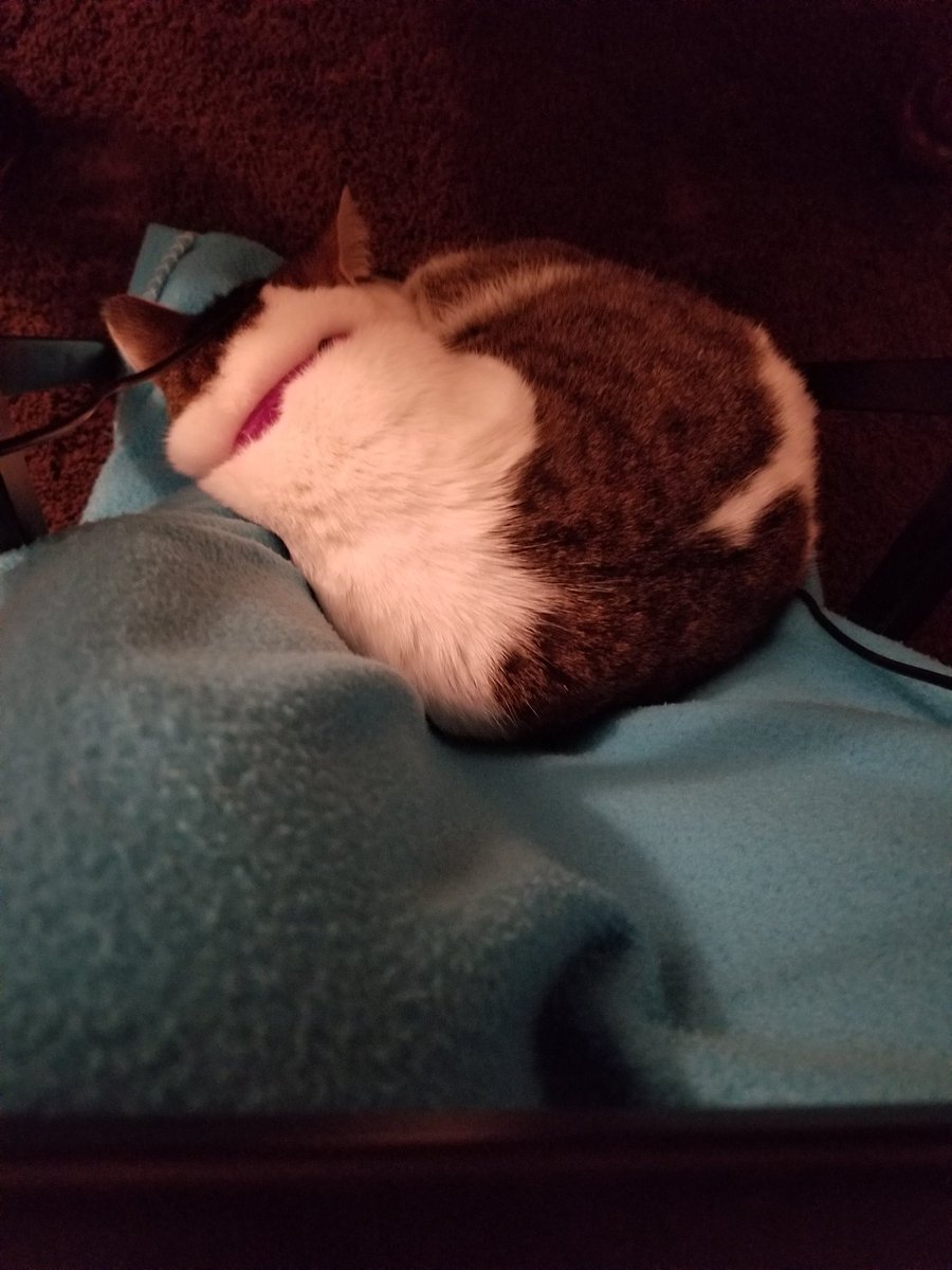 TaylorLoveWrite's tweet photo. Sleeping on my feet as I do a little writing before midnight hits #reghan #iamwriting #nopersonalspace https://t.co/JhO1zDQrs1