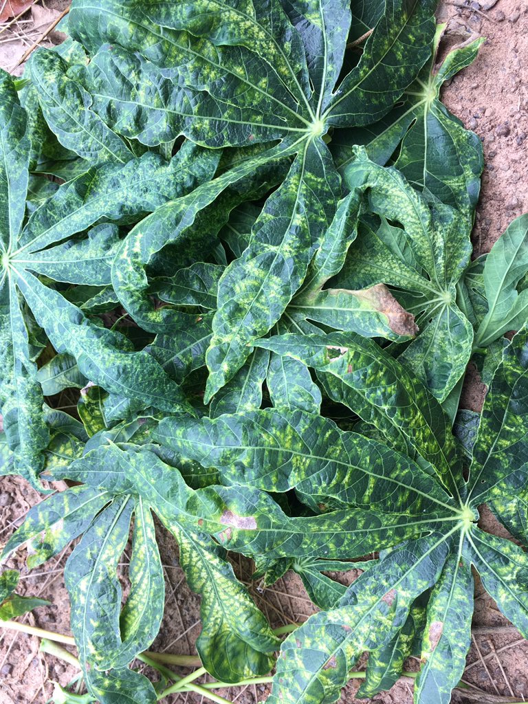 jamesplegg's tweet photo. #Thailand is already on the move in tackling the treat posed by #Cassava mosaic disease (CMD). Drs. Chariensuk &amp; Wanwisa address >350 stakeholders in the border areas near Cambodia in order to raise awareness of the danger posed by CMD &amp; how to minimise the risk of spread @IFAD https://t.co/G30qSOJgRH