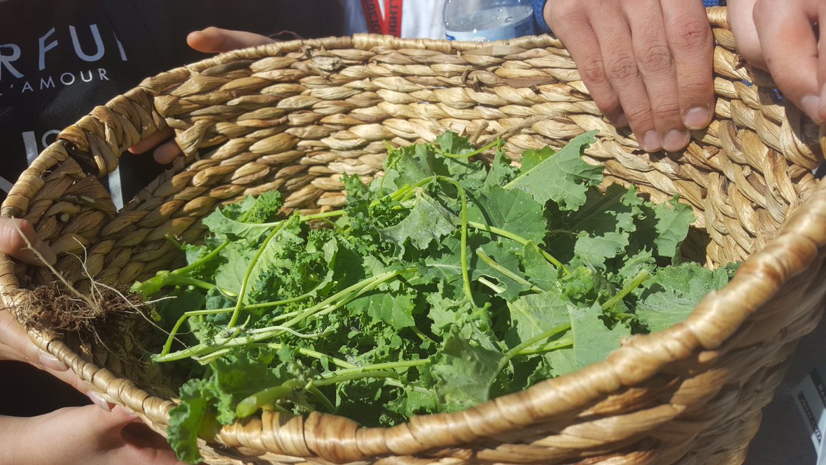 ArmijoHigh's tweet photo. Look at our garden grow! #wearefamily #ahsontherise @FairfieldSuisun @Armijo_ASB @ArmijoSignal   Have a school garden is an awesome learning experience! @YBSquadAHS @armijo_seniors https://t.co/1iynUfM2Ry