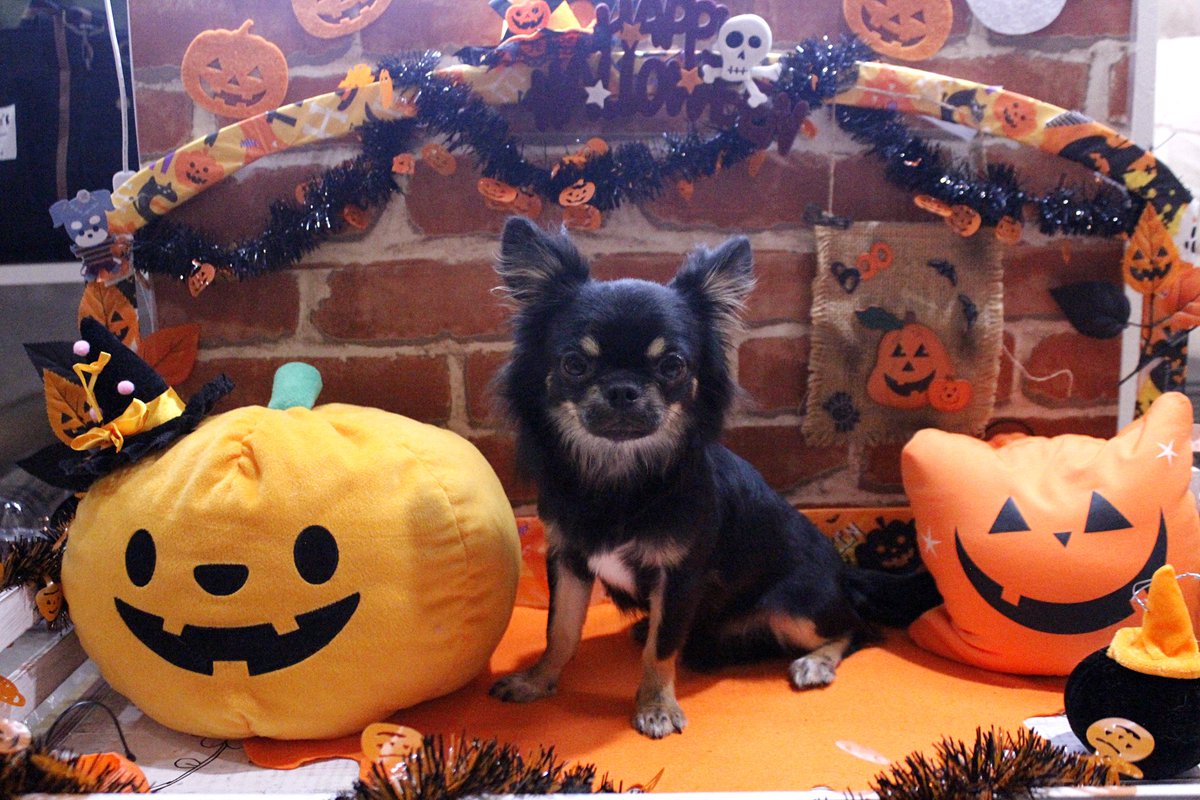 ペットショップ Joker むさし村山店 期間限定 インスタ映え背景ハロウィンバージョン あともう少しで終了ですよ