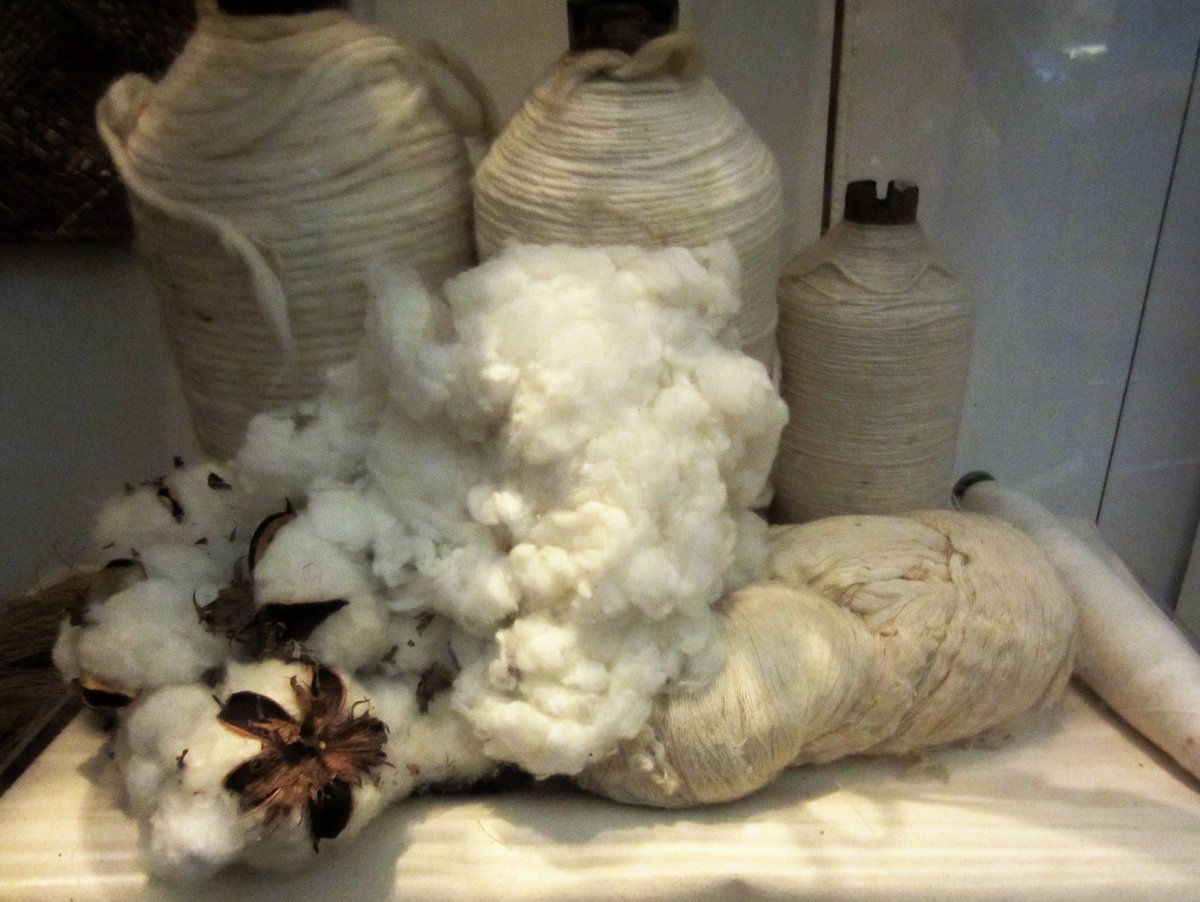 CarolineCornis1's tweet photo. From boll to cloth: #cotton display or #illustrative_series at #Museum of @Economicbotany, #Adelaide Botanic Gardens. Early Europeans couldn't grow cotton here so imported from UK instead. Household linens are still referred to here as "Manchester" @BotGardensSA @KewMobileMuseum https://t.co/Eedi6Epw9H