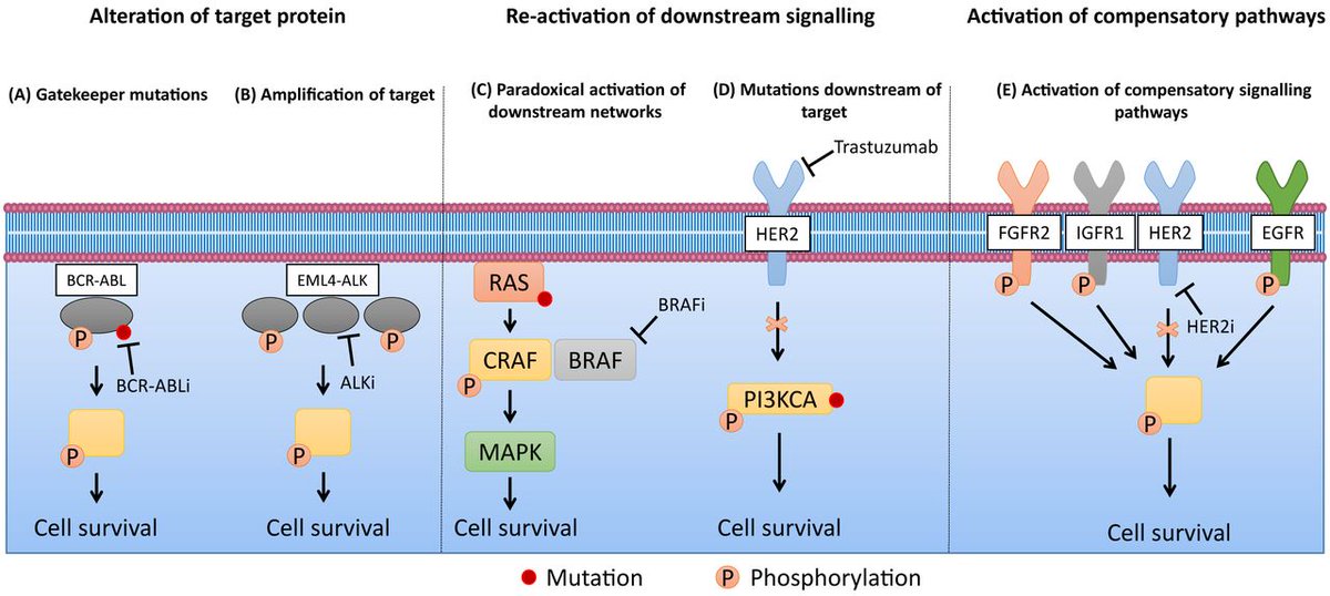 PPPublishing's tweet photo. #EssaysBiochem #EditorialPick How can we exploit vulnerabilities in cancer signalling networks to combat targeted therapy resistance? Peter T. Harrison & Paul H. Huang from @ICR_London explore in this new #openaccess mini-review https://t.co/KMWbZ4gejR https://t.co/llSnLqXkr9