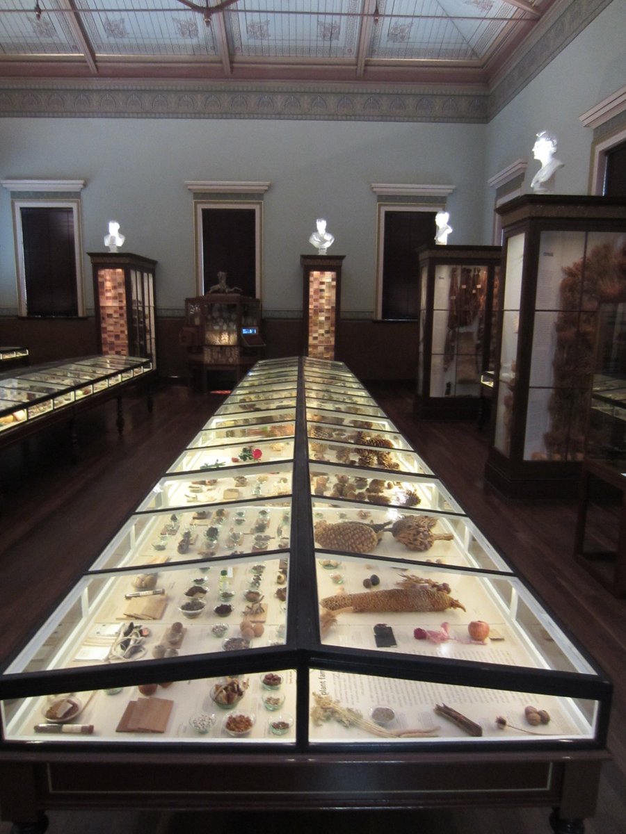 CarolineCornis1's tweet photo. From boll to cloth: #cotton display or #illustrative_series at #Museum of @Economicbotany, #Adelaide Botanic Gardens. Early Europeans couldn't grow cotton here so imported from UK instead. Household linens are still referred to here as "Manchester" @BotGardensSA @KewMobileMuseum https://t.co/Eedi6Epw9H