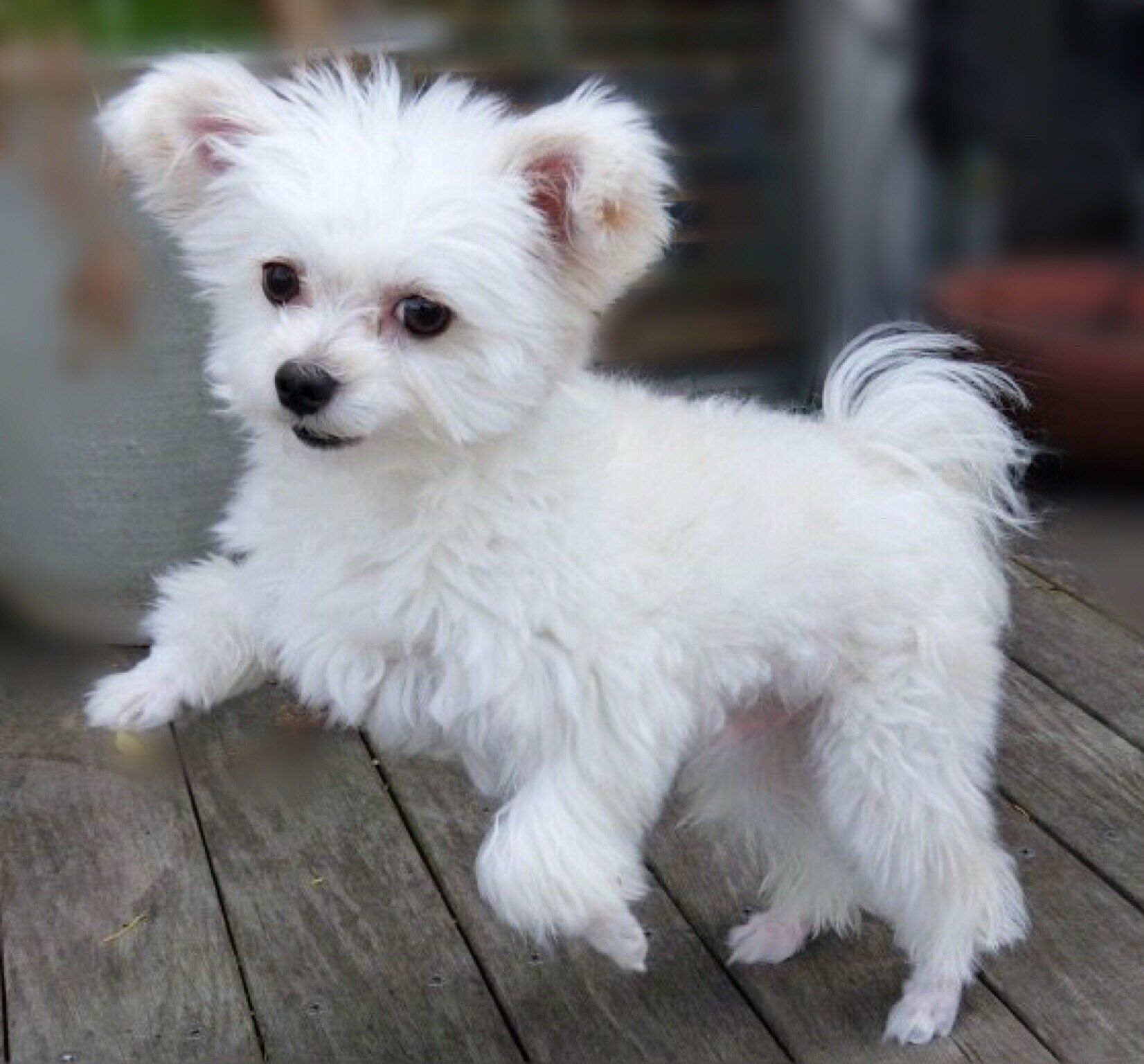 在 Twitter 上查看 Chiwamaru Houou 的推文 Twitter