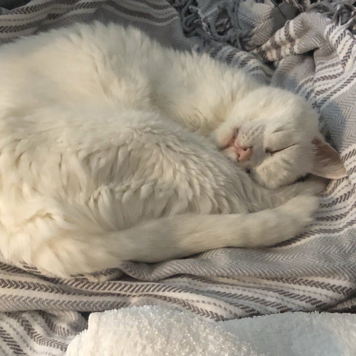 猫さんって人用のコップの水をなぜか飲みに来る 猫らしさの詰まった良い写真ですね Togetter 猫さんって人用のコップの水をなぜか飲みに来る 猫らしさの詰まった良い写真ですね Togetter