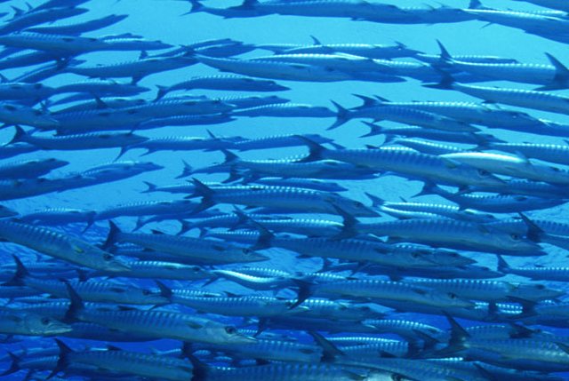 pesceinrete's tweet image. . @MSCinItalia, il 6 novembre il lancio del progetto #BluFish @Ilaria_Vielmini @Eleghezz 
goo.gl/NsqJDp