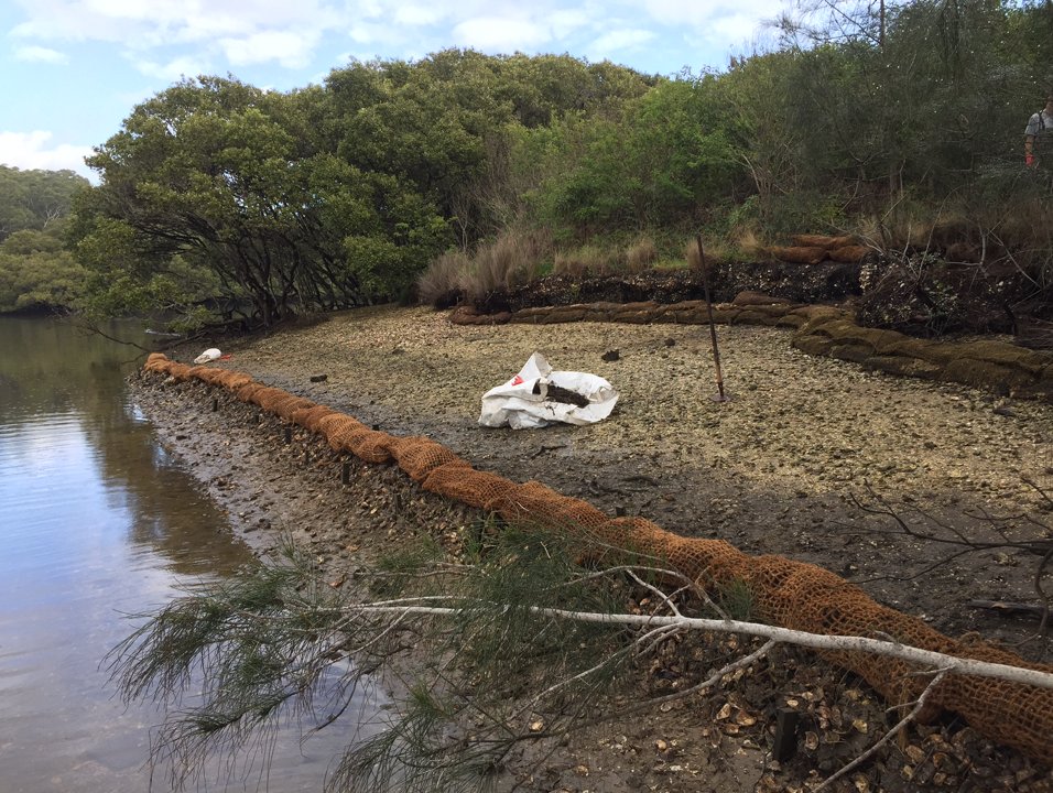 OceanWatch are seeking volunteers to help with our living shoreline / oyster reef restoration trial on Wed. 31st Oct. Come down to Sydney Fish Market to learn more about the trial &amp; meet those involved. bit.ly/2qdhDjs <a href="/SydneyMarine/">Sydney Marine</a> <a href="/unswbees/">UNSW Biological, Earth and Environmental Sciences</a> <a href="/ShellfishReefs/">Shellfish Reefs</a>