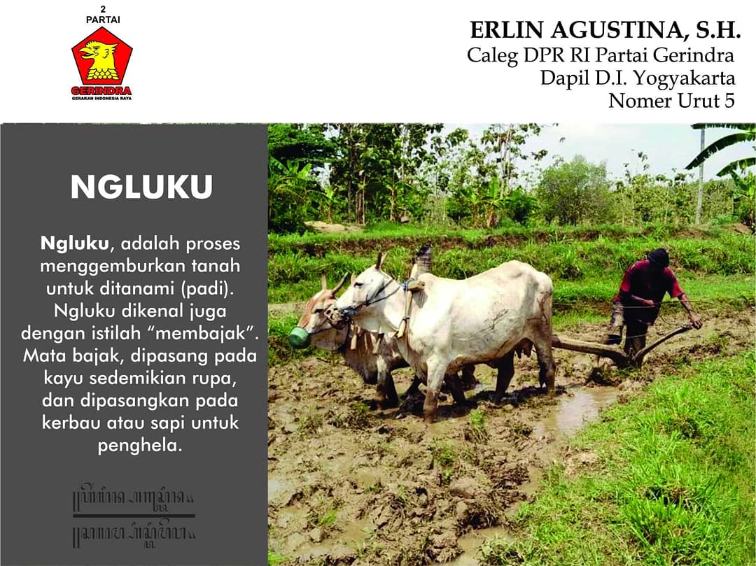 Erlin_Agustina5's tweet photo. Membajak lahan sawah mengunakan alat tradisional.

#luku #ngluku #alattradisional #petani #petanijogja #jogjaistimewa #yogyakarta #bantul #gunungkidul #sleman #kulonprogo #erlinagustina #calegdpr #calegdiy #calegjogja #caleggerindra #nomor5 #gerindra #salamistimewa #salamsatujiwa https://t.co/OHHrpibJQn