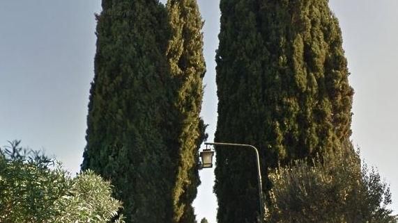 VillaCortine's tweet photo. Alberi storici, 43 i gioielli da tutelare - #Sirmione https://t.co/Pjv7QAu51O https://t.co/cRlbj3YXoQ