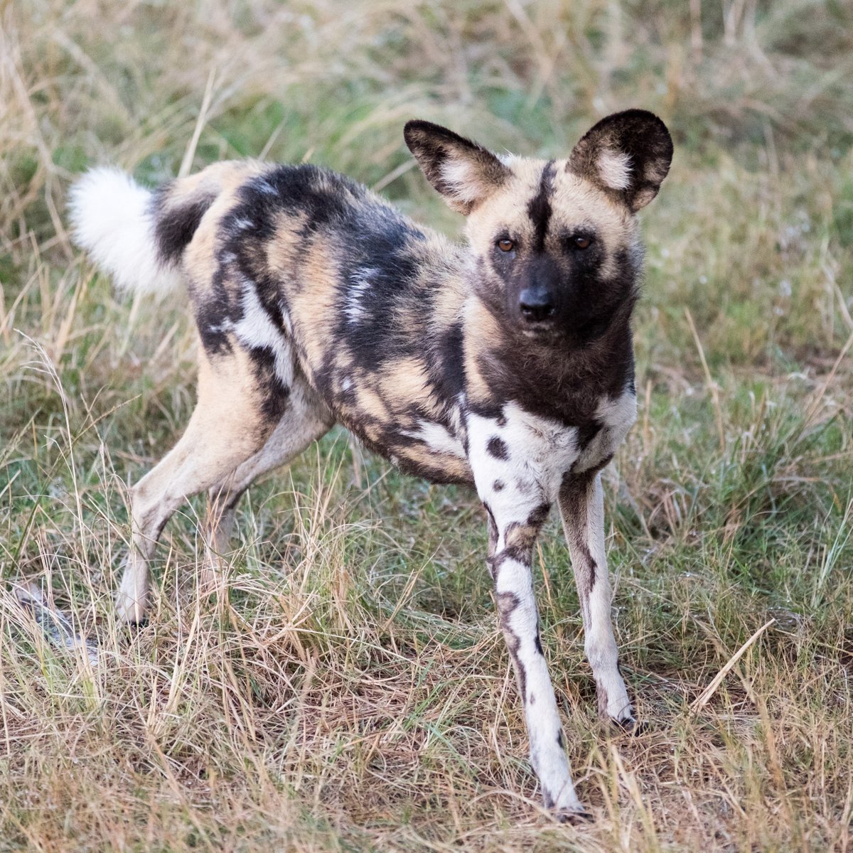 What a way to start your day! Take 30 seconds of your morning to add a cute factor to your Friday. Take the kids for a game drive this weekend. #plettenbergbay  #safari #gardenroute #animals #wildlife #travel #outdoors #travelza #travelgram #wanderlust