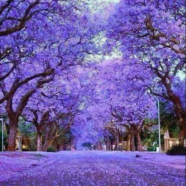 Jacaranda Mimosifolia introduced to South Africa in 1829 from South America, possibly one of the prettiest invasive species to colour our skies.
#TourismSA
#SouthAfricanTourism
@TourvestDM