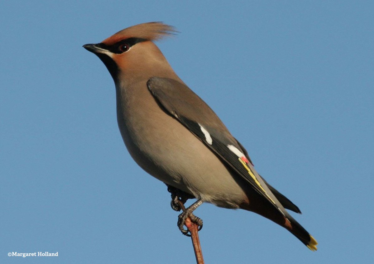 The Wildlife Trusts tweet media