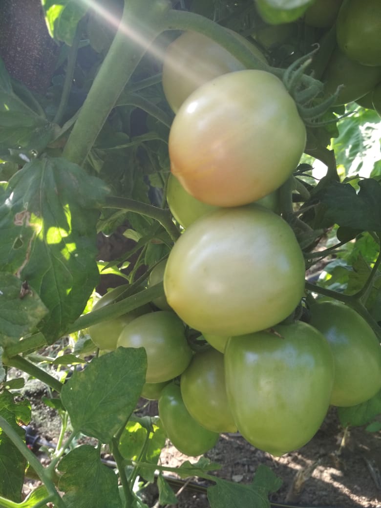 cmfraj's tweet photo. Drip tomato plot of Jagi bai
#LIvelihood #IncomeEnhancement #LakhpatiKisan #TransformationInitiative #sirohi #aspirationaldistricts @PMOIndia @tatatrusts https://t.co/tl9Qi7eXMs