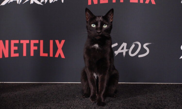 Salem (the cat from Chilling Adventures of Sabrina) walked the carpet at the premiere and it’s the most important thing to me right now bye