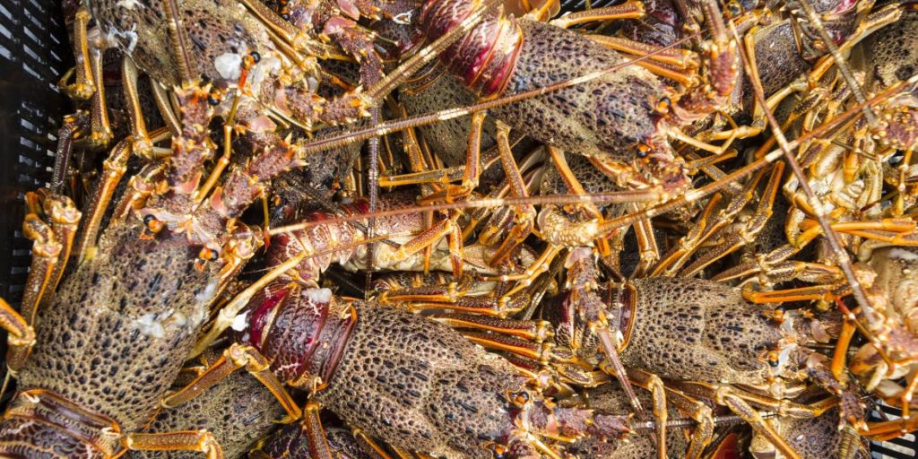 DAFF ignores science, wastes public funds in appealing High Court Rock Lobster ruling conservationaction.co.za/uncategorized/…