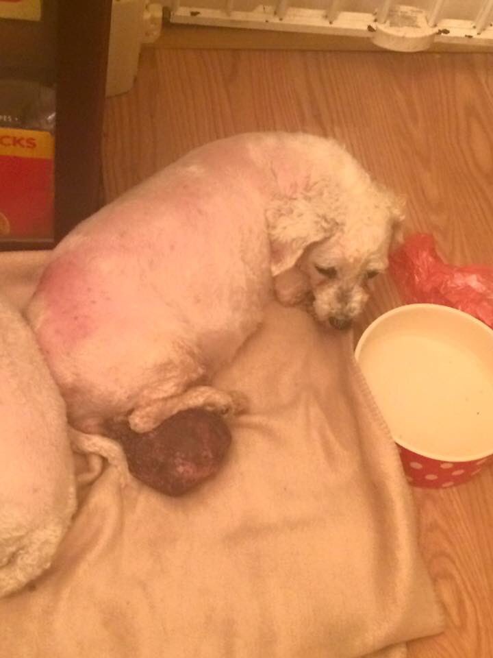 This should have been Carol’s  whole life. Soft beds, warmth, good food and love but sadly she was a puppy producing machine until she couldn’t feed them anymore.she deserved much more from humans. Please sign for all tne Carols still suffering. #Lucyslaw  assembly.wales/en/gethome/e-p…