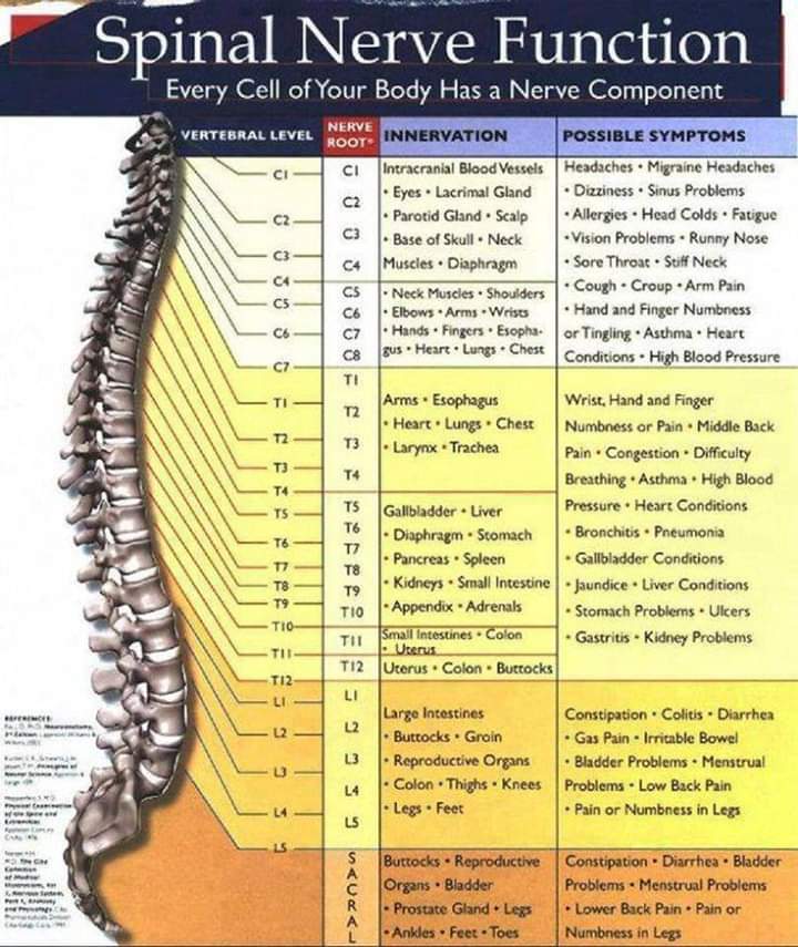 #Spinal #Nerve #Function wish they had taught me this. #Medical #biology #datacommunication #Education #spine