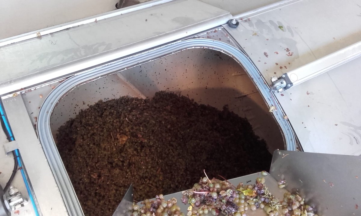 Et voilà, la dernière tournée des vendanges de cette saison. 🌞🍇

Place à la bernache et aux marrons.🥂
#vendanges #raisins #vins #Finish #alanneeprochaine