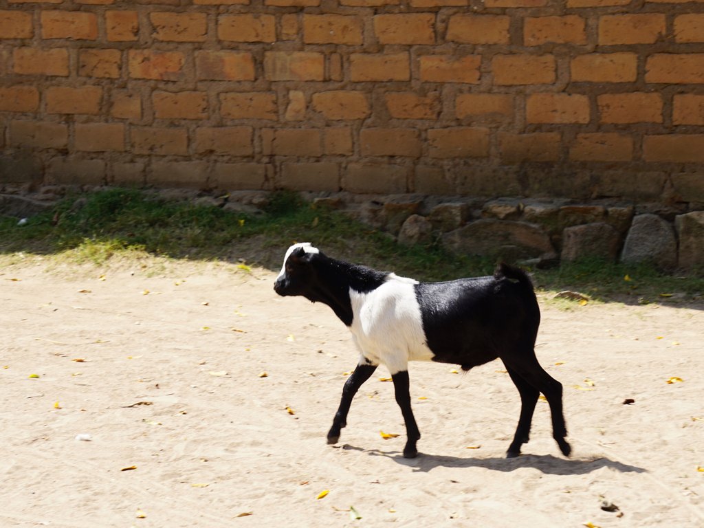 ABHBooks's tweet photo. This Fun Friday we look back at one of our furry Tanzanian friends. We miss the goats who loved to walk among us at our campsite! 

#funfridayfact https://t.co/JwLN4VY8Th