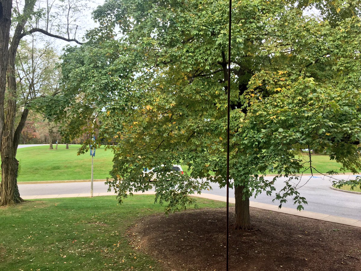 bcoker's tweet photo. It’s Day 3, Picture 2 of #TreeWatch2018, just outside my office at @gouchercollege. Definitely seeing some change, patches of yellow coming through – stay tuned for additional updates. #treesofgoucher #GoucherProud 🍁👀🍂👀🍁 https://t.co/2DwUiDxBY2