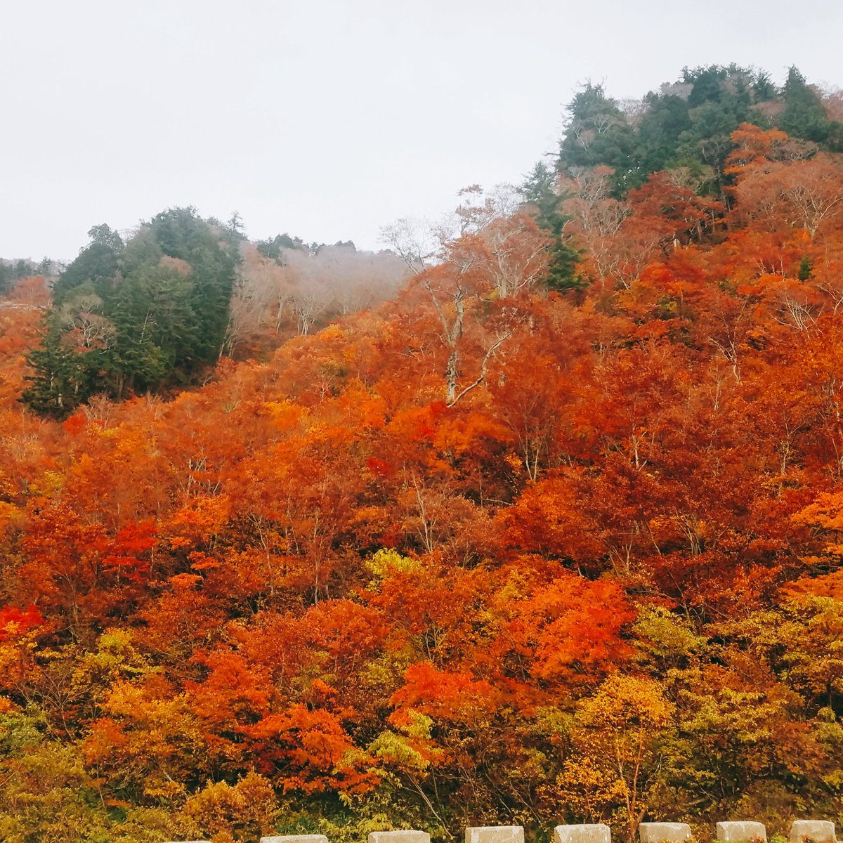 白山スーパー林道 Hashtag On Twitter