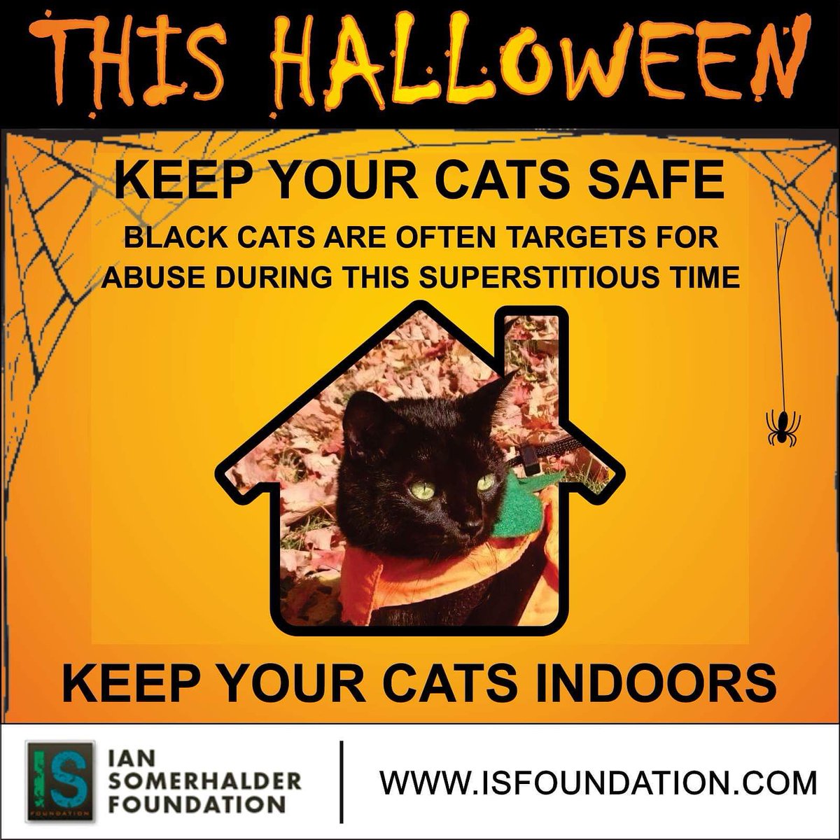 Black cats are often targets for abuse during this superstitious time of year, so help keep them safe! Keep them indoors!
#blackcats <a href="/IS_Foundation/">God Is Abel Foundation</a> #ISF #ISFYOUTH