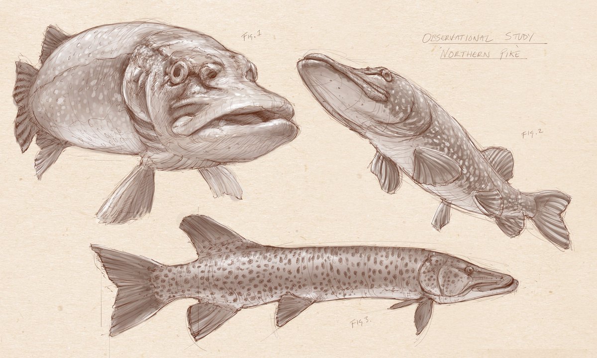 tomegan_art's tweet image. Some #sketching over lunch. Decided on more #observationalstudy. This time a  #nothernpike. #fish #digitalsketching #photoshop