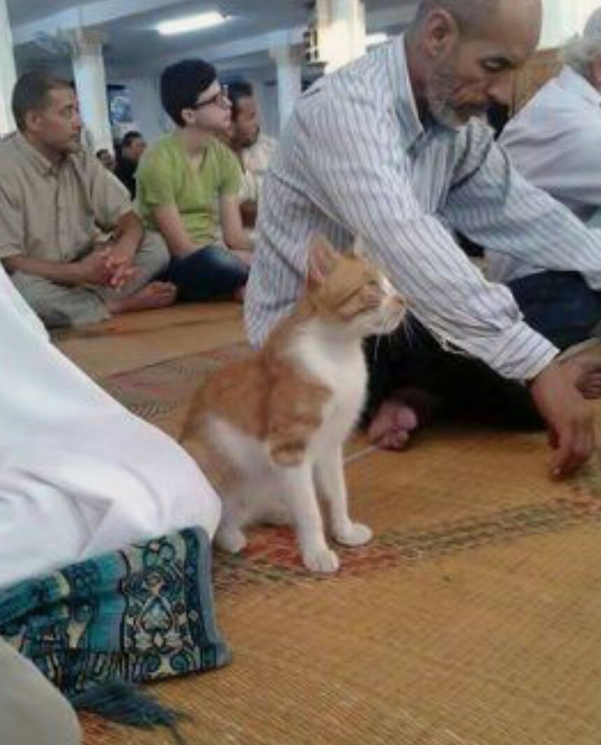 Artık mart ayında ne kadar günaha girdiyse, aylardır namaz kaçırmıyor hınzır..
😂😂😂

#HayırlıCumalar
