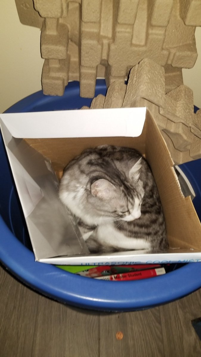 cupidpoetry's tweet photo. Named after @StevePerryMusic #PrettyboyPerrye my cat https://t.co/vt9dmbUnJJ