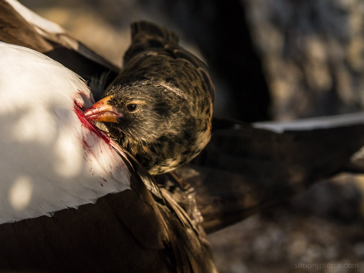 Picture of a bird attacking a booby