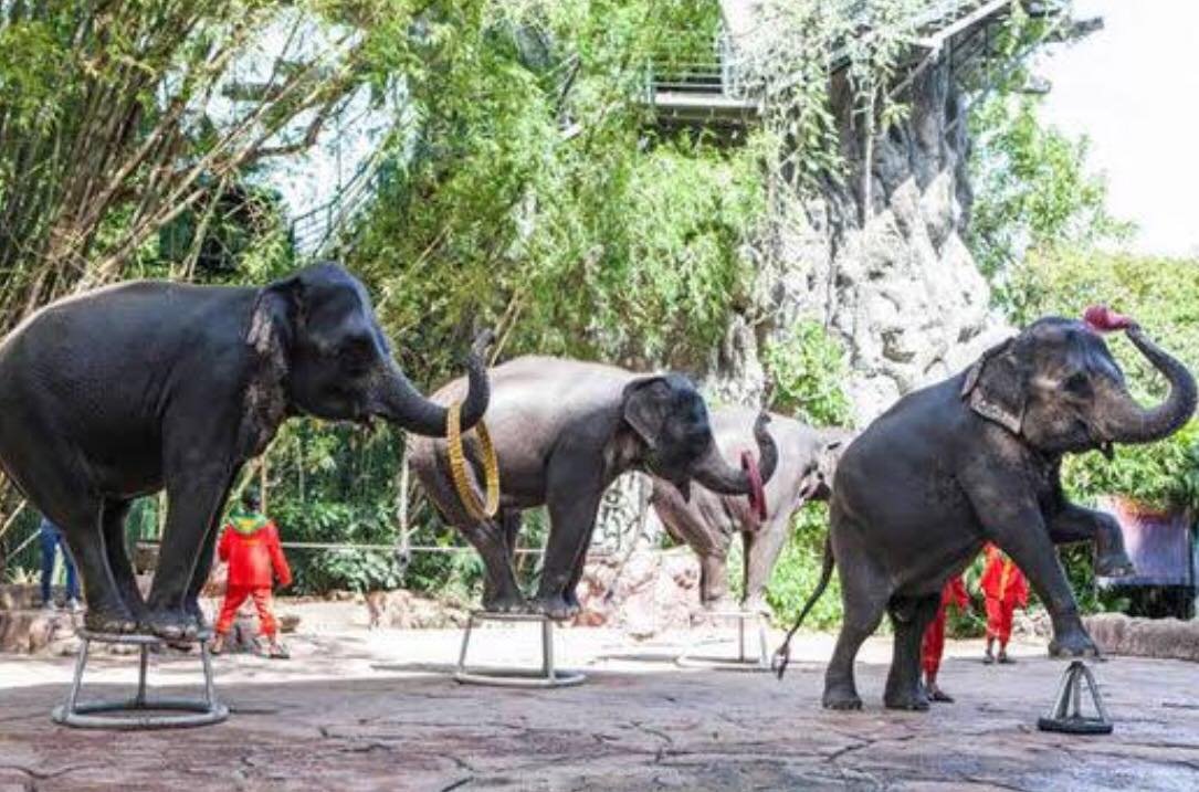 lasvavau22's tweet photo. Beautiful Wildlife, used as entertainment and human pleasure. This is DISGUSTING! Animal abuse needs to come to an end. These animals deserve justice... #animallover #animalcruelty #animaljustice  #vegan #love #entertainment  #animalliberalism #animalrights #fight #freedom #sad https://t.co/E0NtGofQhK