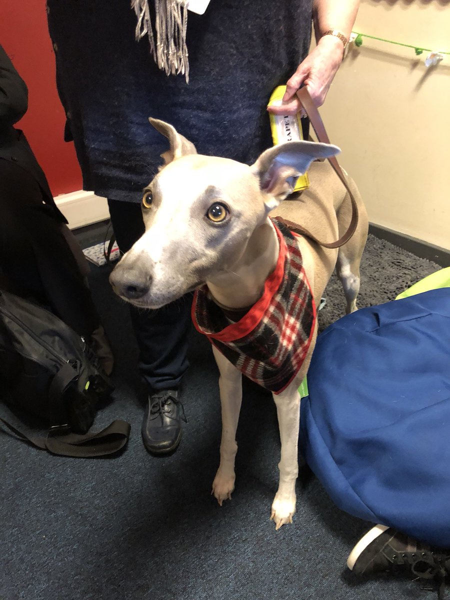 OnandUpBHS's tweet photo. First day of school for our βBraes Buddyβ and Therapet Jamie! Excited! @BraesHigh @CanineConcern @engagefored #PEFScot18 @BraesMhap #MentalHealthMatters https://t.co/4khAioZ8ev