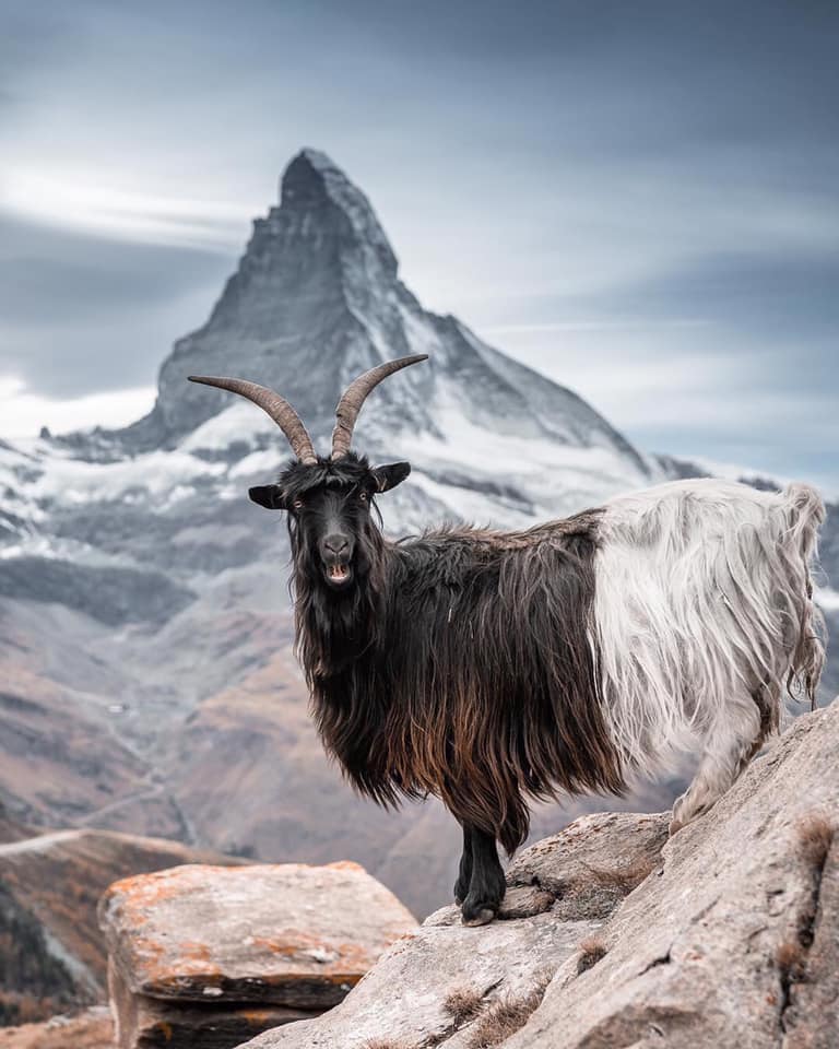 Mountain Planet tweet media